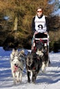 Dog sled race