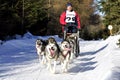 Dog sled race