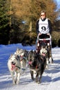 Dog sled race