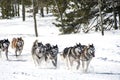 Dog Sled Race Royalty Free Stock Photo