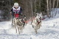 Dog sled race todtmoos Royalty Free Stock Photo