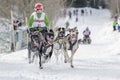 Dog sled race todtmoos Royalty Free Stock Photo