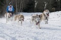 Dog sled race todtmoos Royalty Free Stock Photo