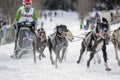 Dog sled race todtmoos Royalty Free Stock Photo