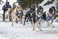 Dog sled race todtmoos Royalty Free Stock Photo