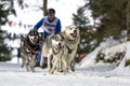 Dog sled race todtmoos Royalty Free Stock Photo