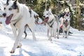 Dog sled race todtmoos Royalty Free Stock Photo