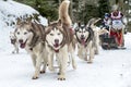 Dog sled race todtmoos Royalty Free Stock Photo
