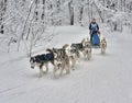 Dog-sled race - winter sports .