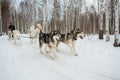 Dog sled racing. Husky harnessed to a sled run through the winter forest.