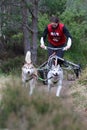 Dog sled racing