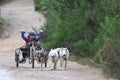 Dog sled racing