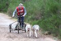 Dog sled racing