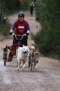 Dog sled racing