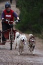 Dog sled racing