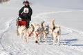 Dog Sled racing Team Royalty Free Stock Photo