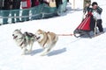Dog sled racing. Dog team of two husky dogs started