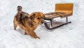 A dog with a sled in the snowy mountains, a small red dog walking in the snow. Sled dog Royalty Free Stock Photo