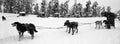 Dog Sled Team