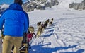 Dog sled team training