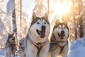 A dog sledding adventure in a snowy forest for lovers of winter beauty