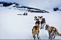 Dog Sledding in Alaska