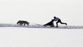 Dog sledding competition race during winter time
