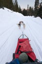 Dog sledding from driver's perspective Royalty Free Stock Photo