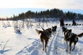 Dog Sledding on snow Royalty Free Stock Photo