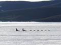 Dog sledding on frozen lake