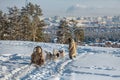 Dog sledding is a good entertainment for citizens of Yakutsk