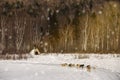 Dog sledding with huskies in beautiful sunset Royalty Free Stock Photo