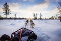 Dog sledding with huskies in beautiful sunset Royalty Free Stock Photo