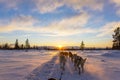 Dog sledding with huskies in beautiful sunset Royalty Free Stock Photo