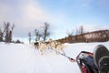 Dog sledding with huskies in the cold winter Royalty Free Stock Photo