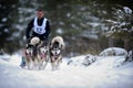 Dog sledding with husky