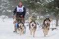 Dog sledding with husky Royalty Free Stock Photo