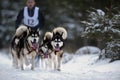 Dog sledding with husky