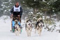 Dog sledding with husky on International dog sled competition