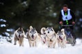 Dog sledding with husky on `International dog sled competition