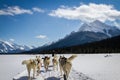 Dog sledding in Jasper Canada