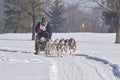 Dog mushing winter dog sled contest