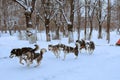 Dog sledding race Royalty Free Stock Photo