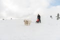 Dog sledding race with samoyed dogs