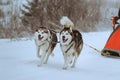 Dog-sledding Royalty Free Stock Photo