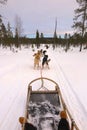 Dog sledding in snow in Lapland, Finland Royalty Free Stock Photo