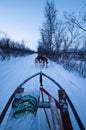 Dog Sledding in Swedish Lapland, winter. Sweden