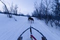 Dog Sledding in Swedish Lapland, winter. Sweden