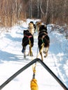 Dog sledding take tourists touch nature and excited experience; travel activity in Listvyanka village in Russia