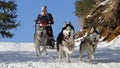 Dog sledding winter race, Zuberec, Slovakia